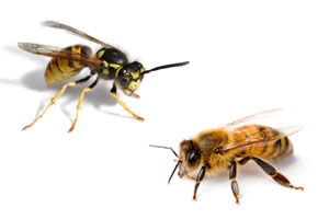 Bee and Wasp Sting Emergency Protocol