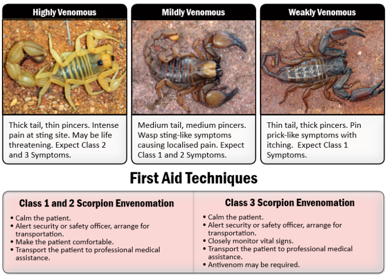 Scorpion Sting Emergency Protocol